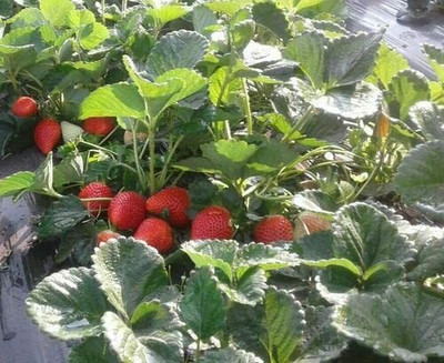 Aywal Strawberry Hybrid /Imported Seed(90 per packet)