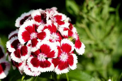 LIFELEX Sweet William Mix Colour Seed(19 per packet)