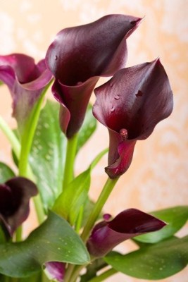 Radha Krishna Agriculture Imported Calla Lily Purple Flower Bulbs For gardening ( Pack Of 2 Bulbs ) Seed(2 per packet)