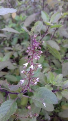 SUNWAN HOLY TULSI BASIL Krishna (Ocimum sanctum) true organic Seed(50 per packet)