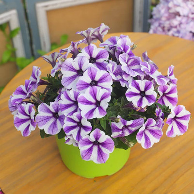Dbbrothers Petunia flower seeds hybrid |Beautiful Flower Seeds Pack of 218 Seed(218 per packet)