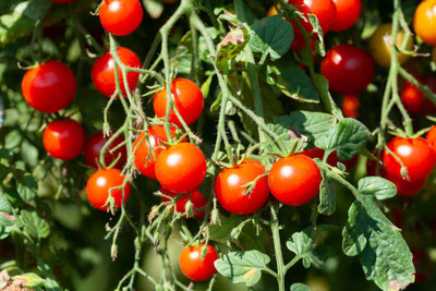 ABEFARIYA tomato Seed(25 per packet)