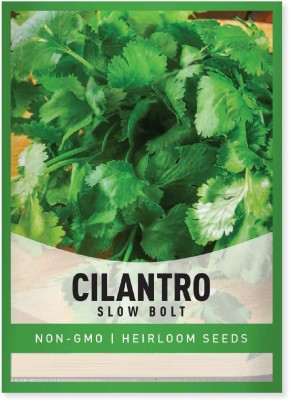 Qualtivate KGF -93 Cilantro Herb Seeds Seed(500 per packet)