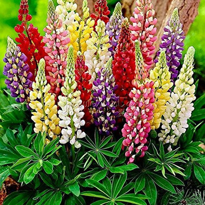 Aywal Lupin Mixed Color F1 Hybrid Flower Seed(20 per packet)