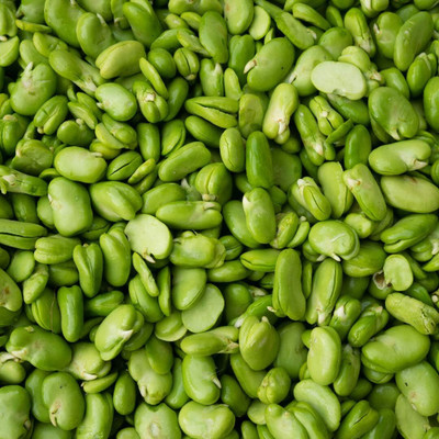 KNESSiN FXD-8 Broad Bean Seed(150 per packet)