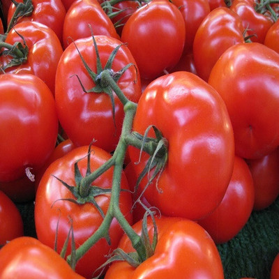 Cloud Farm HIGH QUALITY - TOMATO Seed(200 per packet)