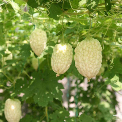ENINE Bitter Gourd Seed(100 per packet)