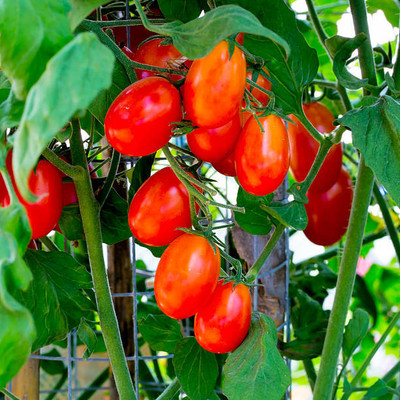 wequality tomato Seed(135 per packet)