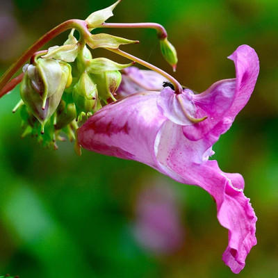 Qualtivate NBIR-8 Balsam Double Mixed Flower Desi Seeds Seed(25 per packet)