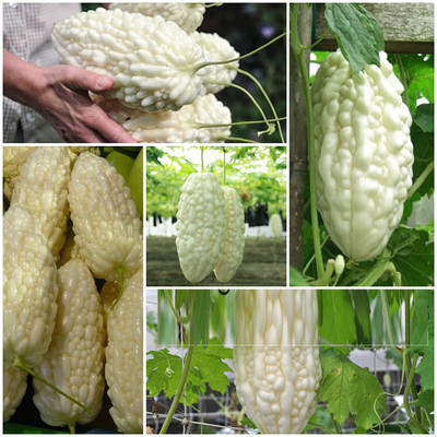 KNESSiN Bitter Gourd F1 Hybrid 3 in 1 Vegetable Seed Seed(100 per packet)