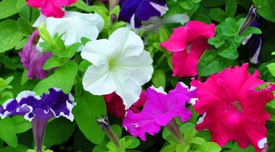 Lorvox Plumb Pudding Easy Wave Petunia Flower Seed(65 per packet)
