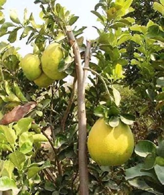 KNESSiN Rare Giant Mosambi/Mausambi/Sweet Lemon Fruit Plant Seed(25 per packet)