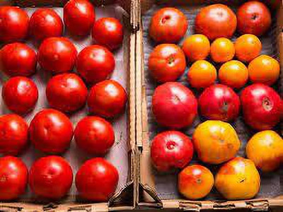 XOLDAA kashmiri hybrid tomato seeds Seed(90 per packet)