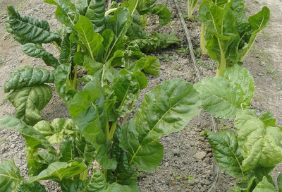 LPR SPINACH , PALAKH Seed(75 per packet)