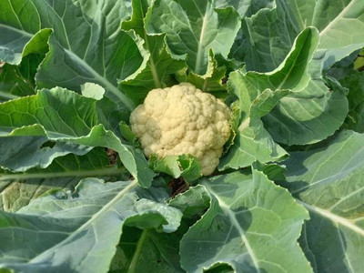 True Elements white cauliflower,gobhee seeds Seed(15 per packet)