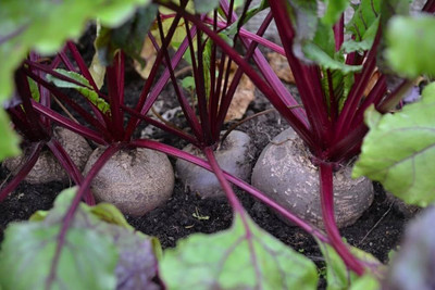 BJUBAS Sugar beetroot seeds for planting Pack of 110 Seed(110 per packet)