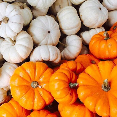 KNESSiN Non-GMO Mix Little Pumpkin (120 Seeds) Seed(120 per packet)