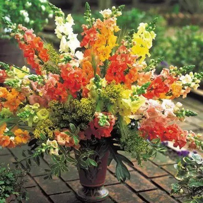 MAA Antirrhinum Seed(25 per packet)