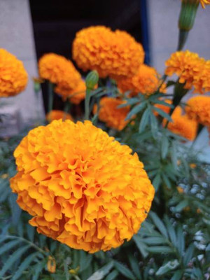 MH Enterprises marigold/gende ka phool flower seeds Seed(75 per packet)