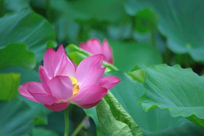 MOOFGA lotus,kamal seeds Seed(10 per packet)