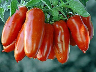 Biosnyg Fast Growing Italian San Marzano Tomato Seeds for Home Gardening - (2000 Seeds) Seed(2000 per packet)
