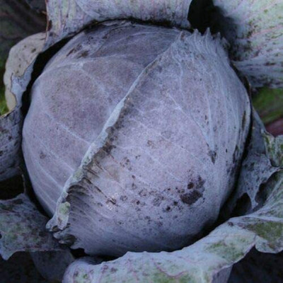 CYBEXIS F1 Hybrid Organic Red Cabbage 1000 Seeds Seed(1000 per packet)