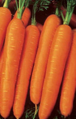 VibeX PUAS-43 - Nantes Mini Core Carrot - (750 Seeds) Seed(750 per packet)