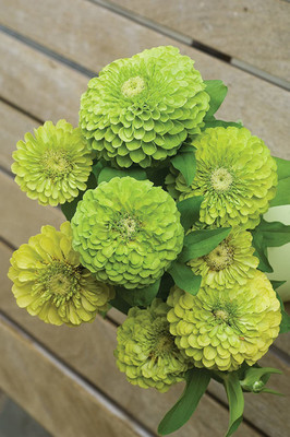 CYBEXIS ATS-67 - Imp. Tequila Lime Zinnia - (270 Seeds) Seed(270 per packet)