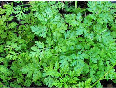 VibeX LX-98 - Chervil / French Parsley - (750 Seeds) Seed(750 per packet)