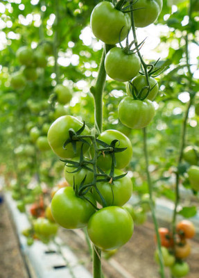 dorvik collections tomato Seed(85 per packet)