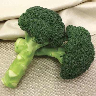 WILLVINE PAU -V Broccoli Seeds for Planting [25g] Seed(7500 per packet)