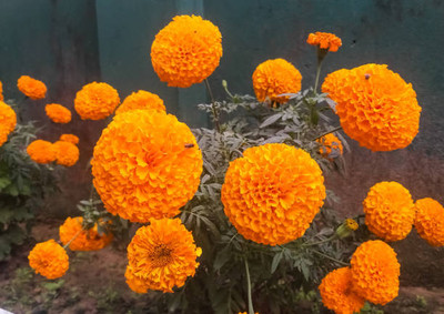 Abamec marigold/gende ka phool flower seeds Seed(75 per packet)