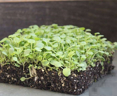 CYBEXIS Cress Common microgreen700 Seeds Seed(700 per packet)