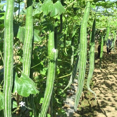 jui halder snake gourd Seed(35 per packet)