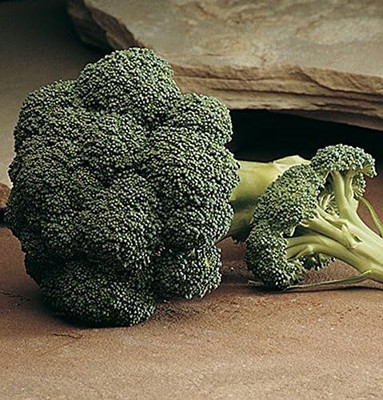 Qualtivate ICRA-1A Arcadia F1 Broccoli Seeds Seed(300 per packet)