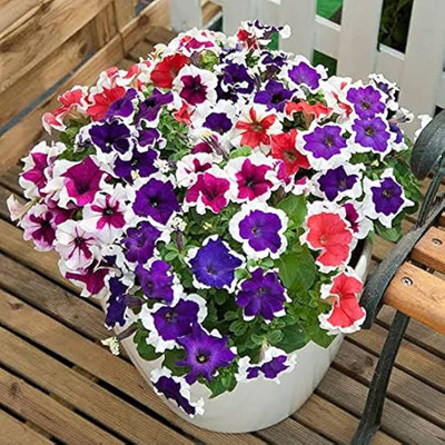 BDSresolve Basket flower seeds PACK OF 63 Seed(63 per packet)