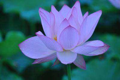 KCZ lotus,kamal gatta Seed(10 per packet)