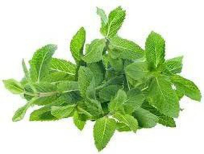 KANAYA Pudina Mint Seed(10 per packet)