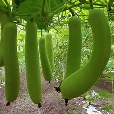 WILLVINE Hybird Long Melon Vegetable Seeds-[2000 Seeds] Seed(2000 per packet)