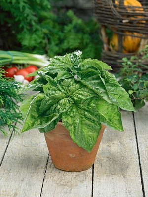 VibeX LXI-73 - BasilLettuce Leaf - (4500 Seeds) Seed(4500 per packet)