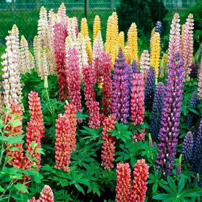 Aywal Lupin Seed(2 g)