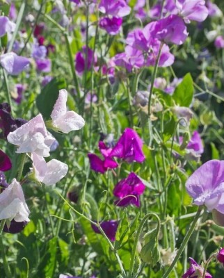 Quentova Sweet Pea Bijou Blend-NDIR-22B Seed(20 per packet)