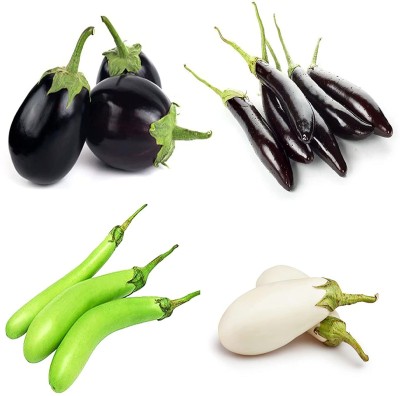 CYBEXIS Round Brinjal,Long Brinjal,Green Brinjal,White Brinjal Seed(10 g)