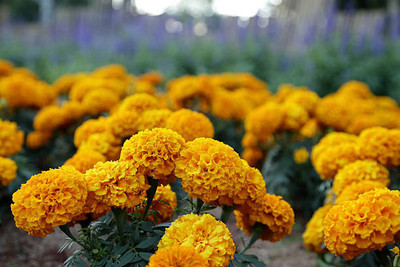 KANAYA marigold,gende ka phool seeds Seed(20 per packet)