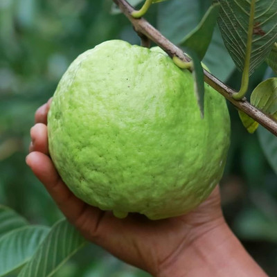 Aywal Thailand Guava Fruit Seed(65 per packet)