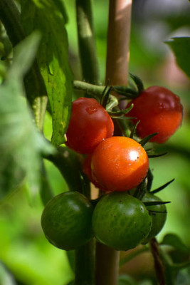 Bamboo tomato Seed(105 per packet)