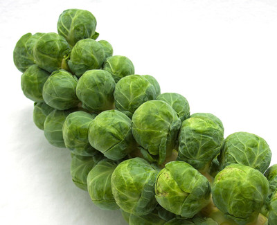 WILLVINE VMR -III Catskill Brussels Sprouts Seeds [2.5g] Seed(750 per packet)