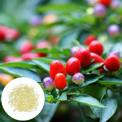 CYBEXIS Hot Pepper Chilli Seeds 2400 Seeds Seed(2400 per packet)