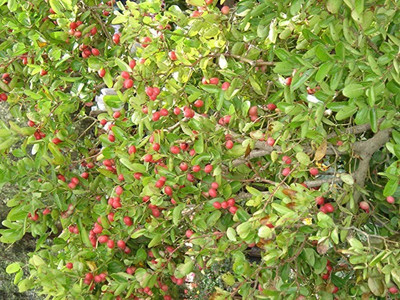 MAA Cherry, Sweet Cherry Seed(24 per packet)