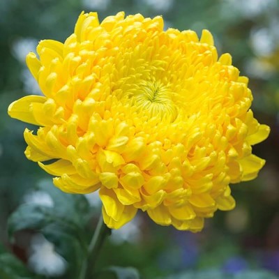 ibains Chrysanthemum plant seeds Seed(63 per packet)